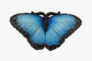 Obrázek z Magnet polyresin - motýl morpho (12) 